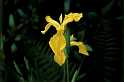 FH_VP_0025(Iris pseudacorus)
